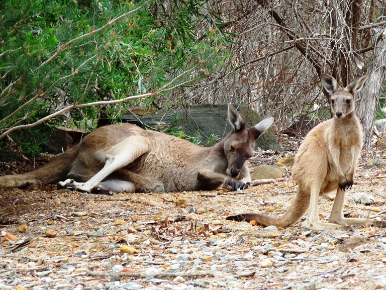 Riesenkängurus im Forrest NP